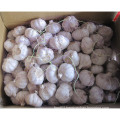 New Crop Chinese Normal White Garlic